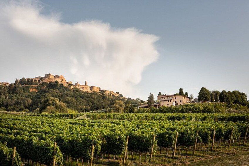 A vineyard with rows of grapevines, a hilltop castle, and a building on the hill. 2