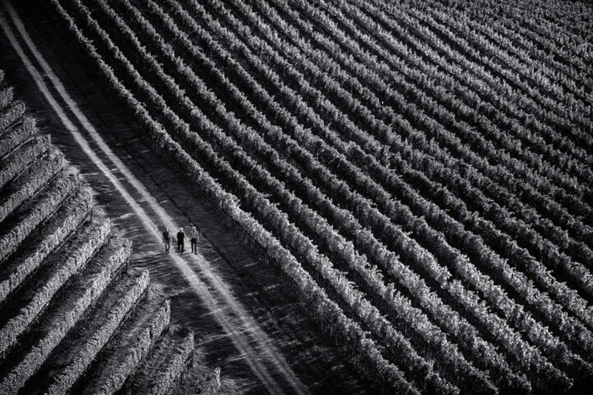 A vast agricultural field with rows of crops and two people walking along a path. 5