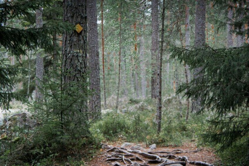 A dense forest with tall trees, a fallen log, and a yellow trail marker. 1