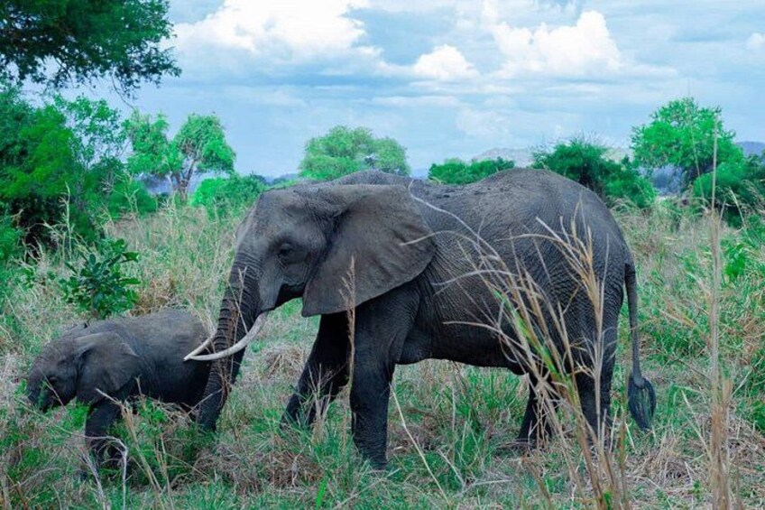 Two elephants in a grassy field with trees in the background. 5