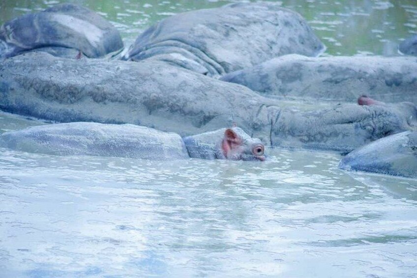 A group of large, grey, rock-like formations in a body of water. 4