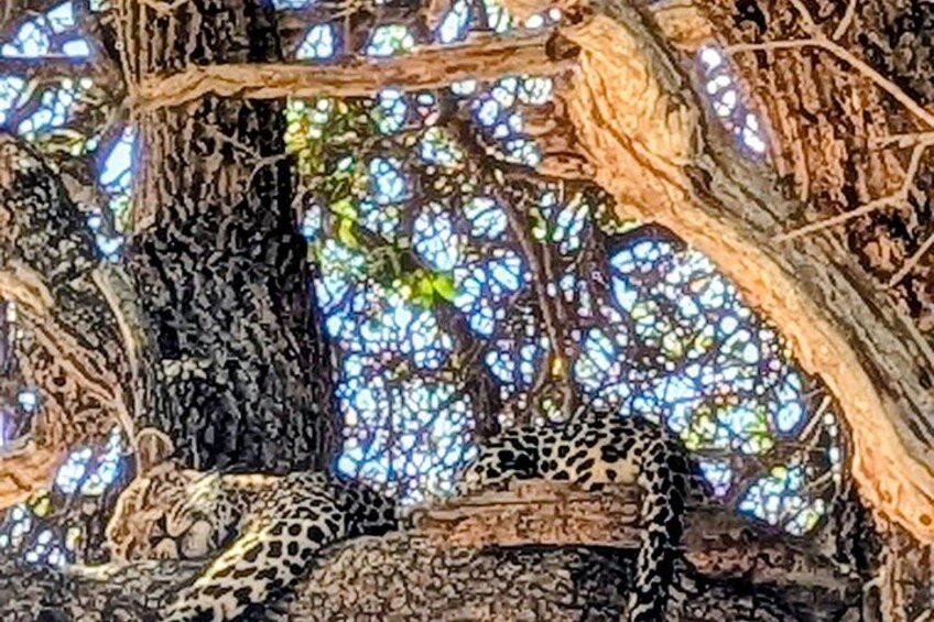 A leopard resting on a tree branch with a complex network of roots and branches. 2