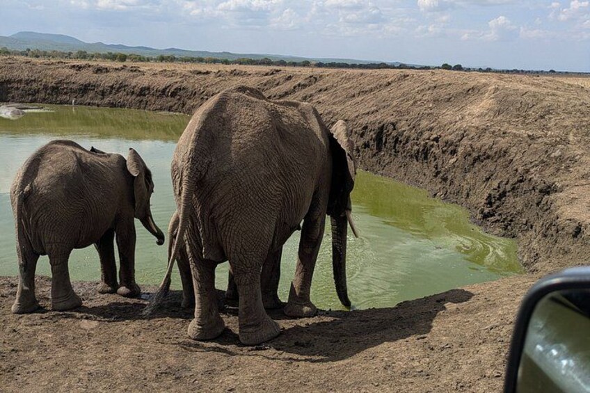 Two elephants by a waterhole in a dry landscape. 3