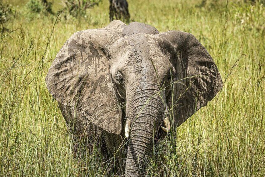 An elephant in a grassy field. 3
