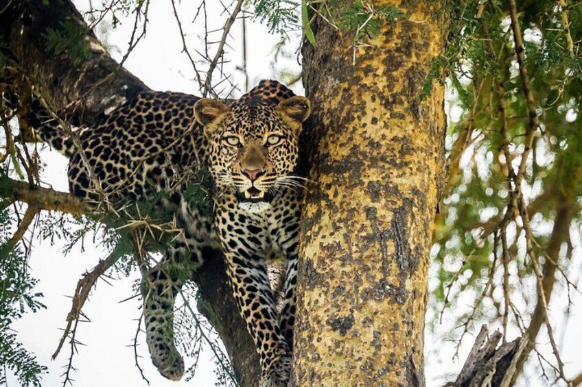 A leopard resting on a tree branch. 1