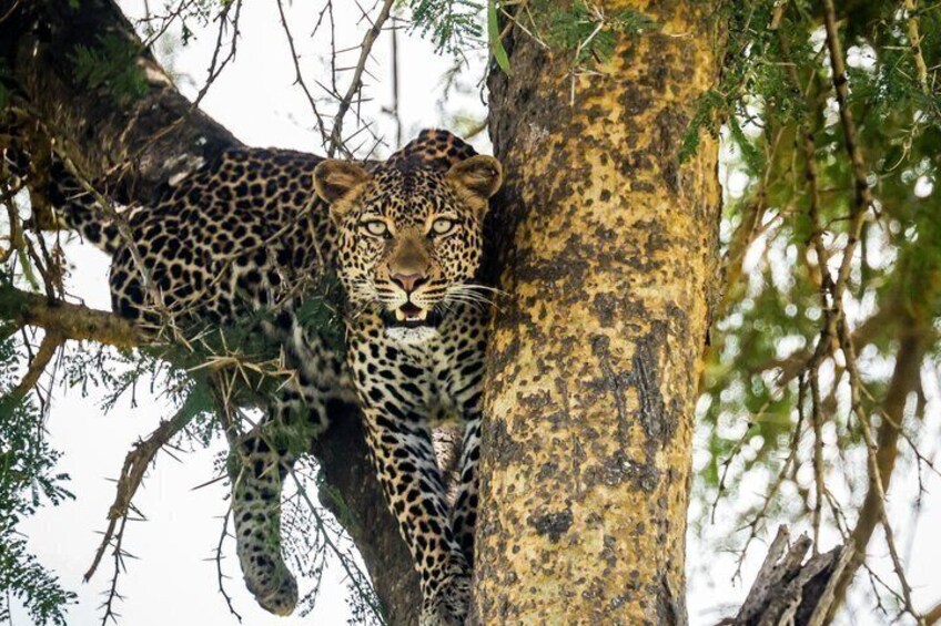 A leopard resting on a tree branch. 1