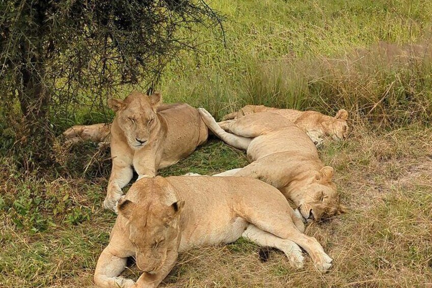 A group of lions resting in a grassy area with trees in the background. 2