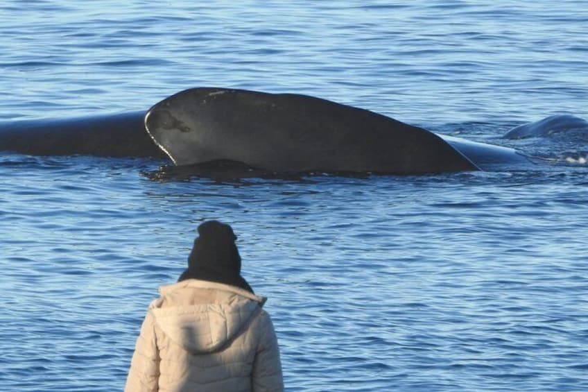 A person in a beige jacket observing a whale in the water. 3