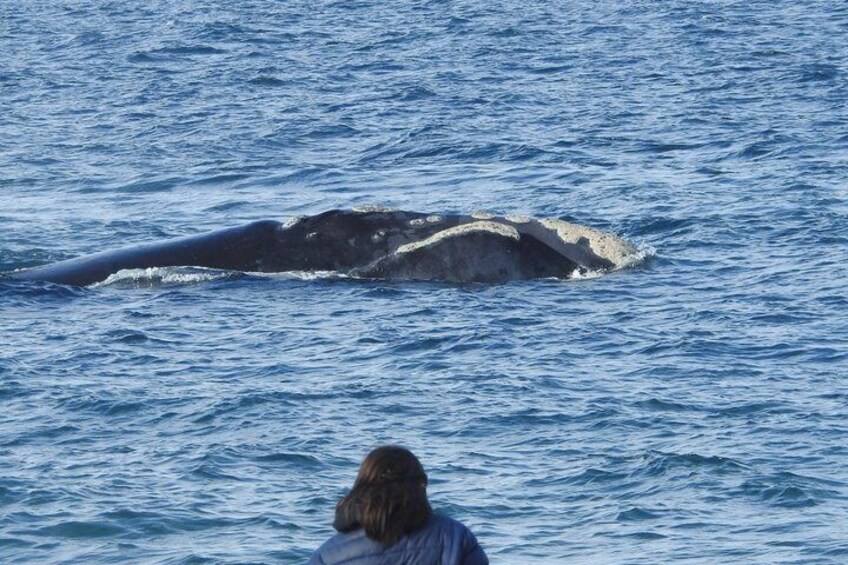A whale swimming in the ocean with a person observing from the shore. 5