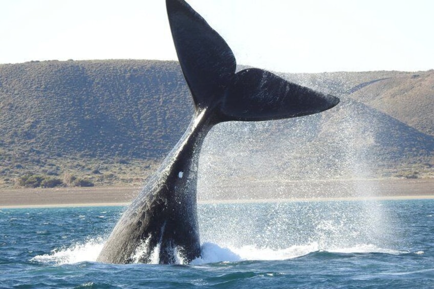 A whale tail breaching with a mountainous landscape in the background. 4