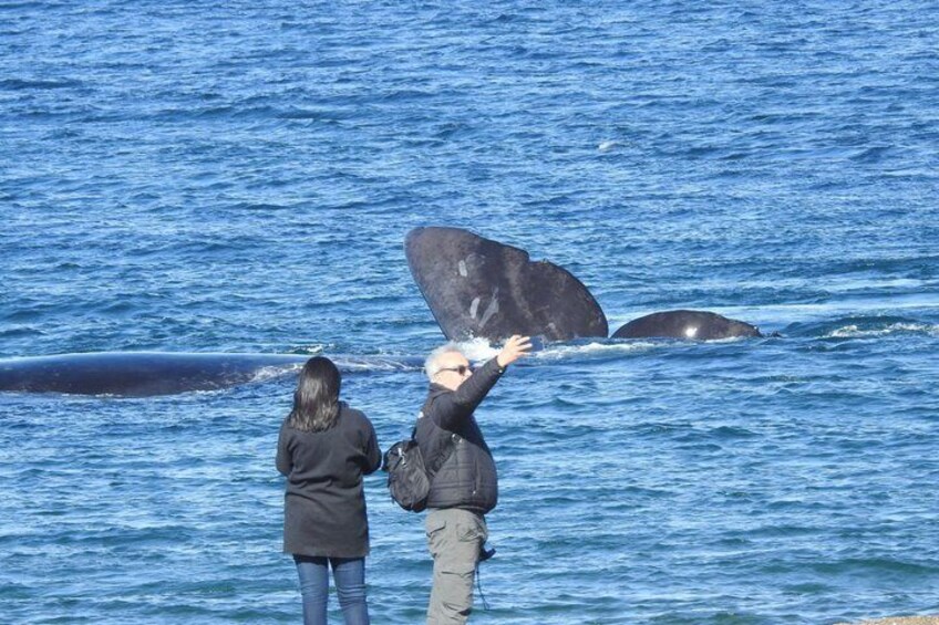 A whale breaching the ocean surface, with two people observing. 1