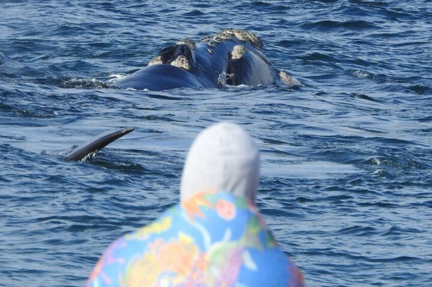 A whale in the ocean with a colorful object in the foreground. 2