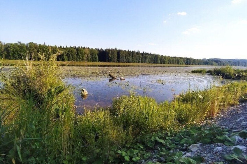 A natural landscape with a body of water, surrounded by vegetation and a forest in the background. 4