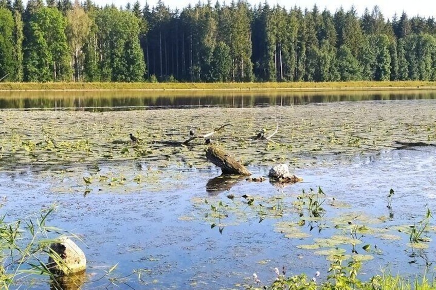 A lake with floating vegetation, a fallen tree, and a forest in the background. 2