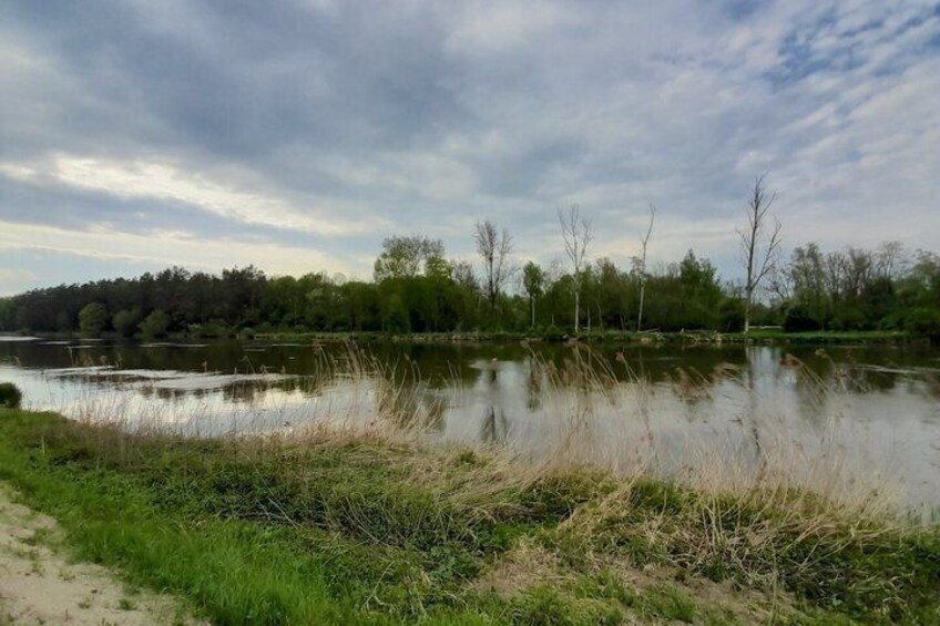 A calm lake with grassy banks and trees in the background. 5