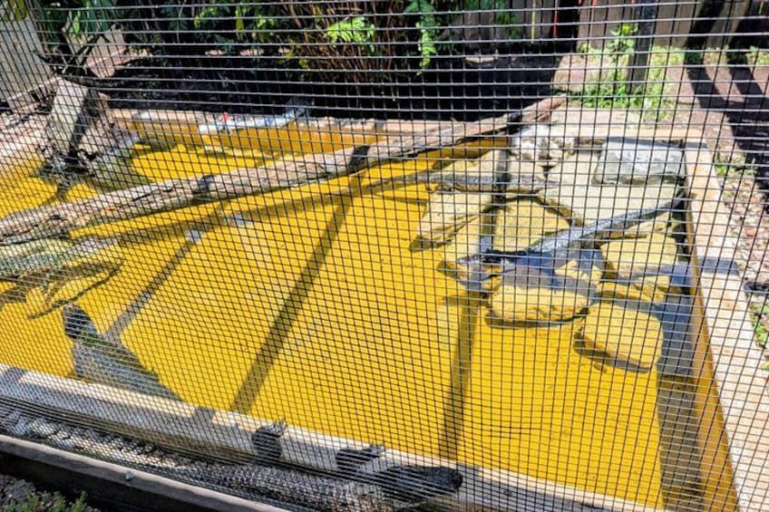 A yellow pool with a netted enclosure, surrounded by rocks and greenery. 4