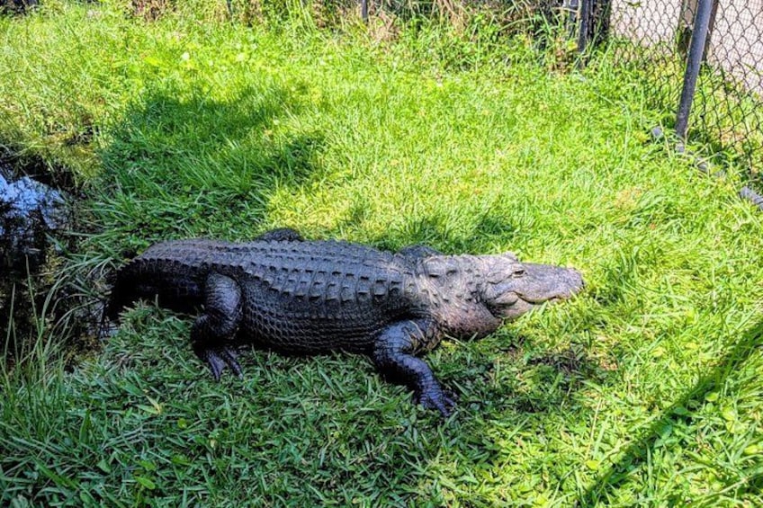 An alligator lying on grass near a fence. 5