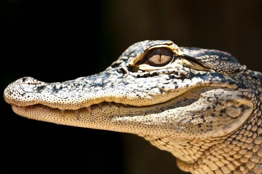 A close-up of a reptile's head with detailed scales and a prominent eye. 3