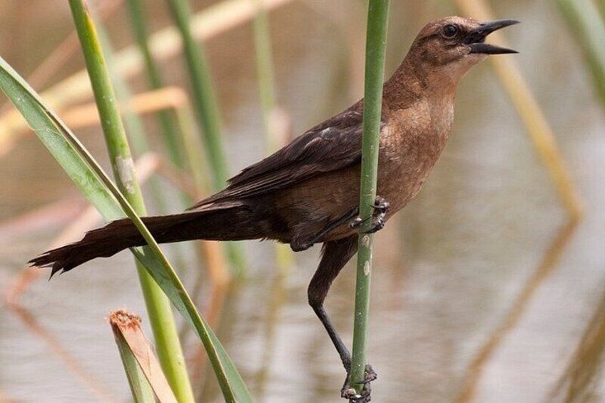 A bird perched on a green plant. 2