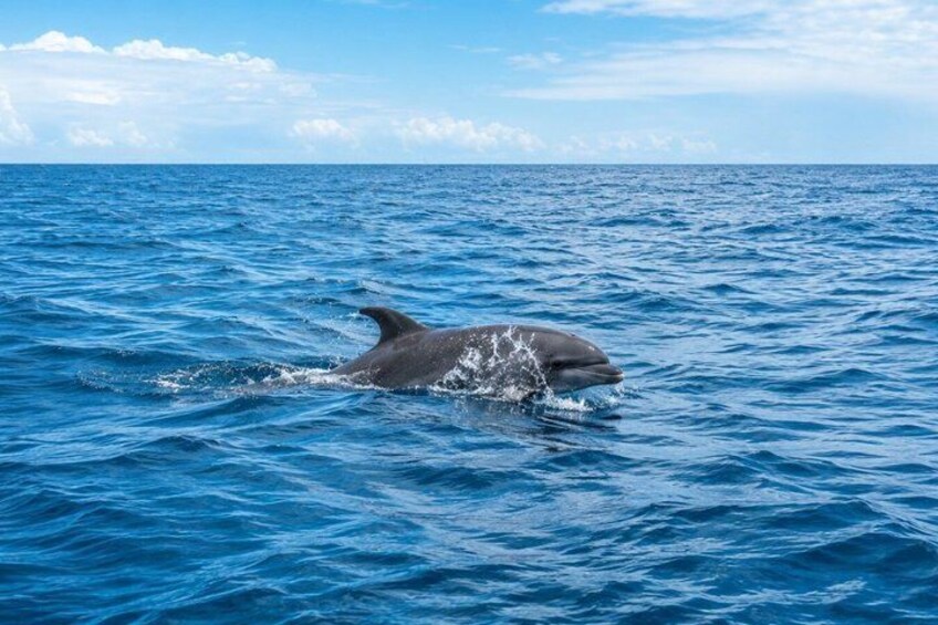 A dolphin swimming in the ocean. 1