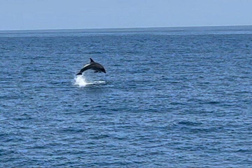 A dolphin leaping out of the ocean water. 5