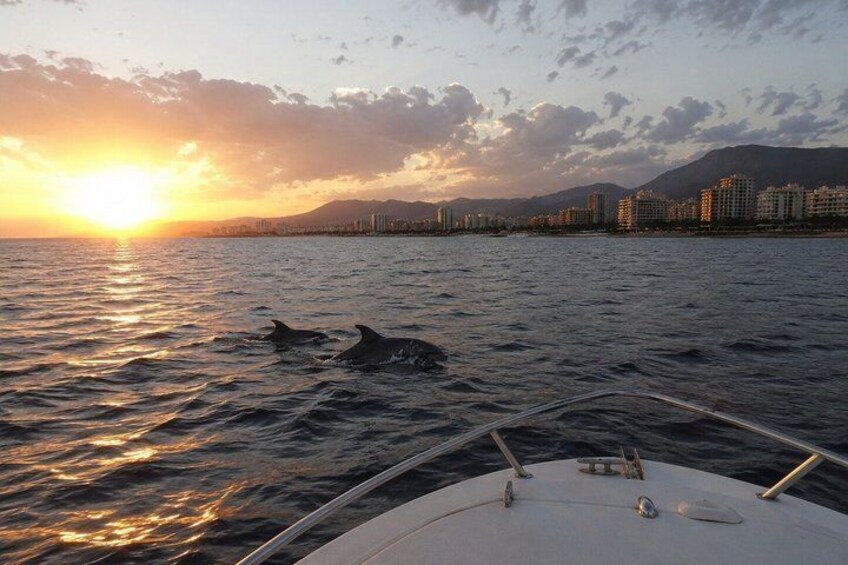 A sunset over a body of water with dolphins swimming, a boat in the foreground, and a city skyline in the background. 5