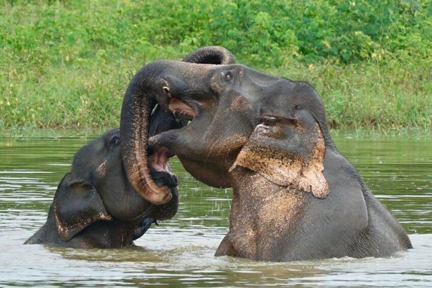 Two elephants in water with a green landscape in the background. 1