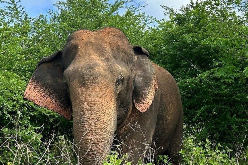 An elephant in a natural setting with dense foliage in the background. 4