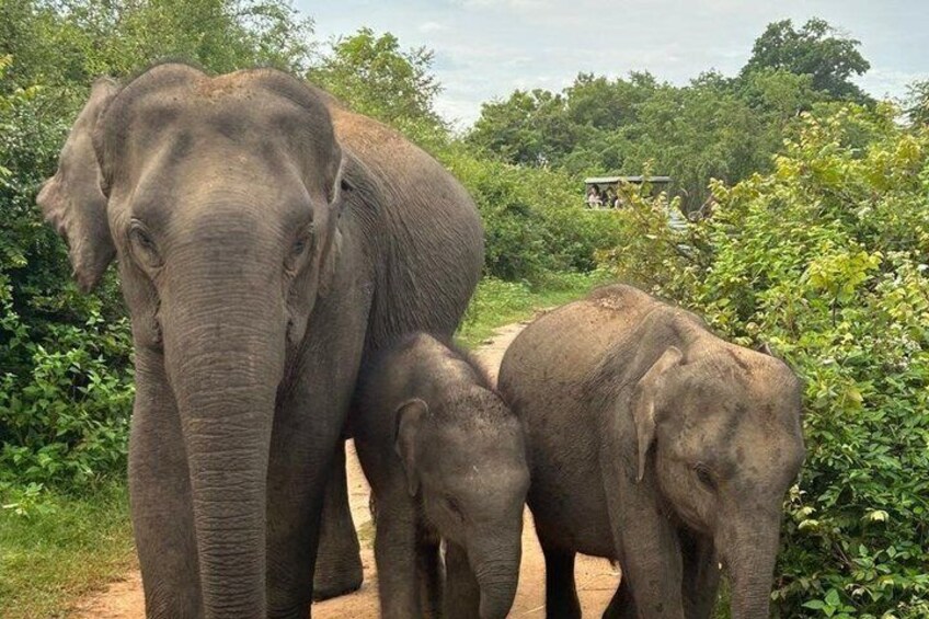 Three elephants on a dirt path surrounded by greenery. 3
