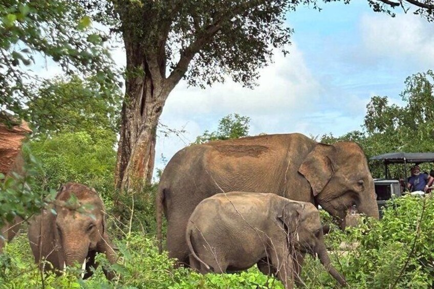 Elephants in a natural setting with trees and a structure in the background. 5