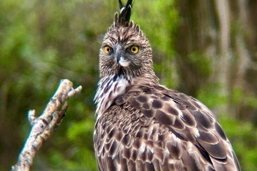 An owl perched on a branch with a blurred green forest background. 2