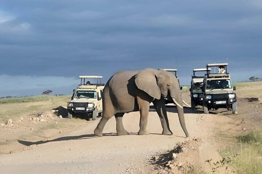 An elephant walking on a dirt road with safari vehicles in the background. 1