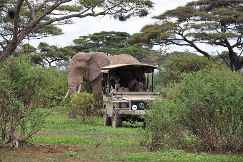An elephant in a safari vehicle surrounded by greenery and trees. 2