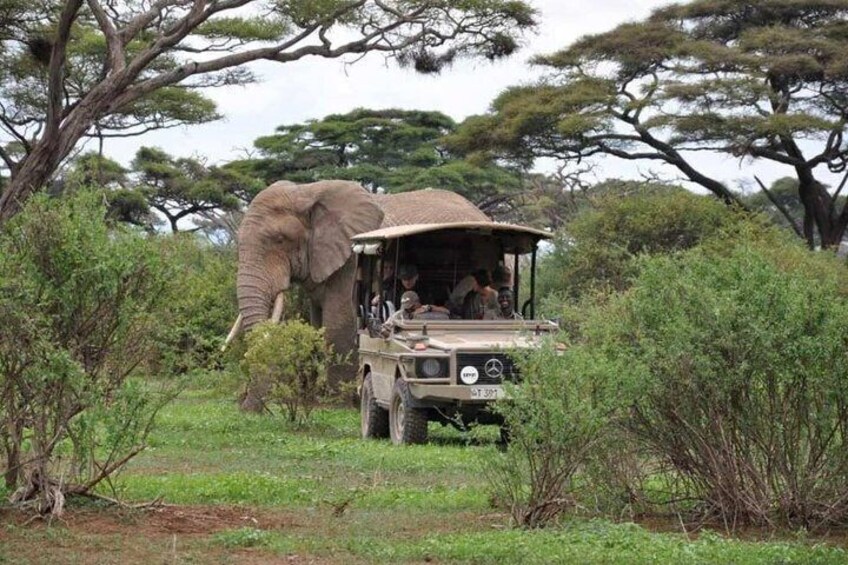 An elephant with a vehicle in a natural setting. 4