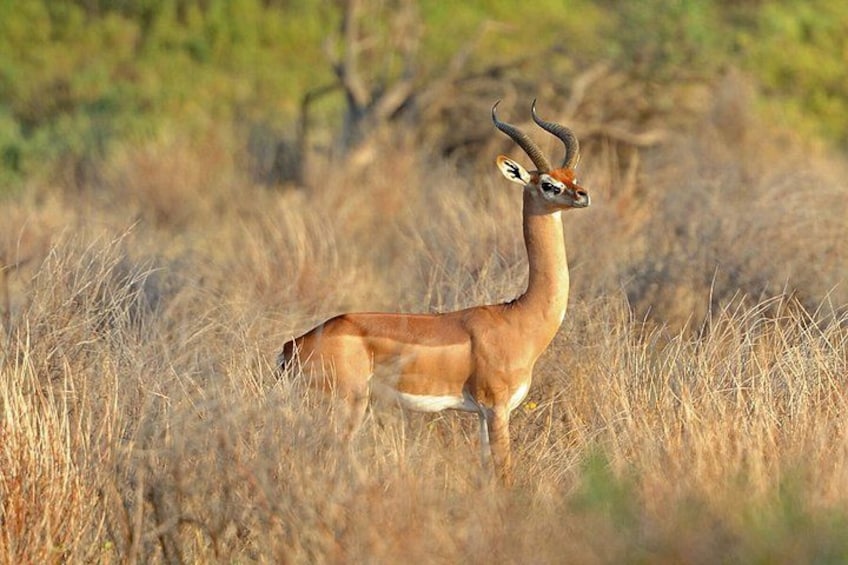 A solitary antelope standing in a grassy field with dry vegetation and sparse trees in the background. 4