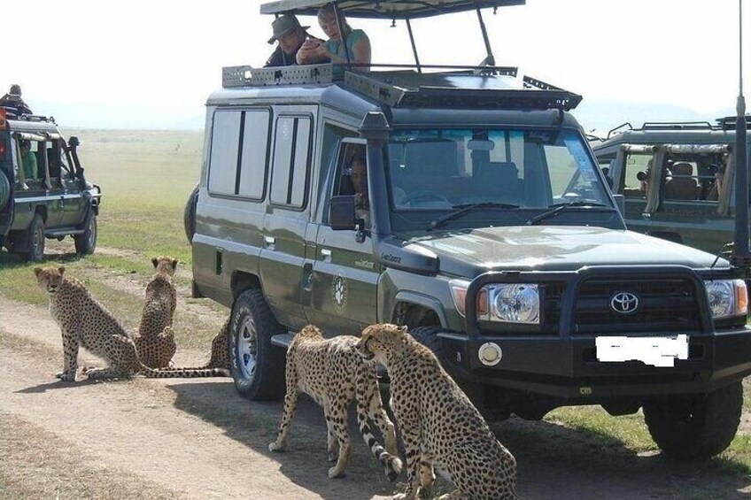A safari vehicle with cheetahs on the road. 5