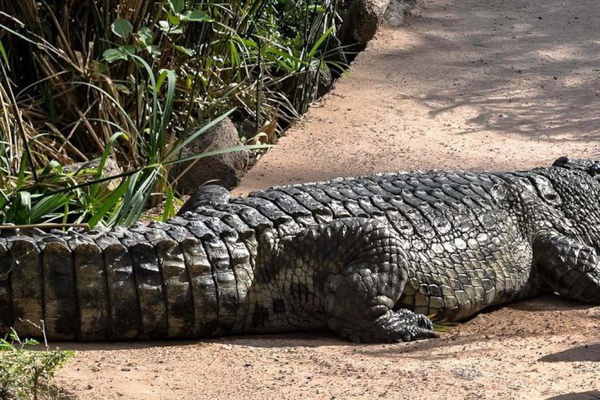 A large crocodile lying on a dirt path near a body of water. 5