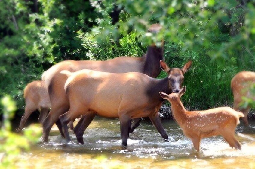 A group of deer crossing a shallow stream in a forested area. 1