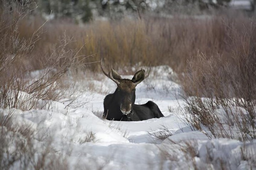 A moose in a snowy field with dry grass around. 2