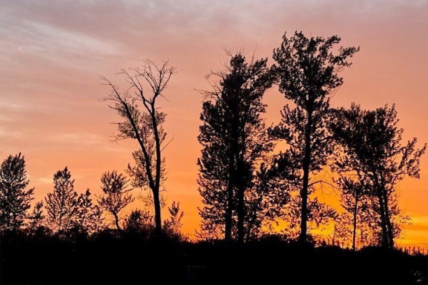 A silhouette of trees against a sunset sky. 5