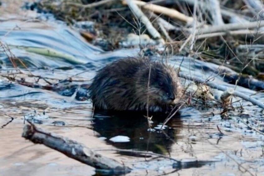 A beaver in a stream with logs and branches around. 3