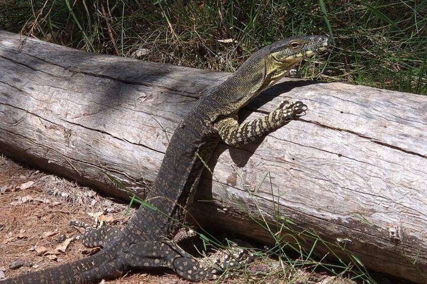 Private Gold Coast Wildlife Waterfalls and Rainforest Tour 2