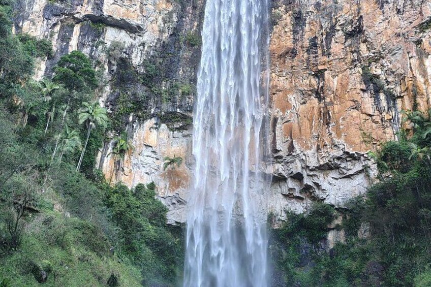 Private Gold Coast Wildlife Waterfalls and Rainforest Tour 3