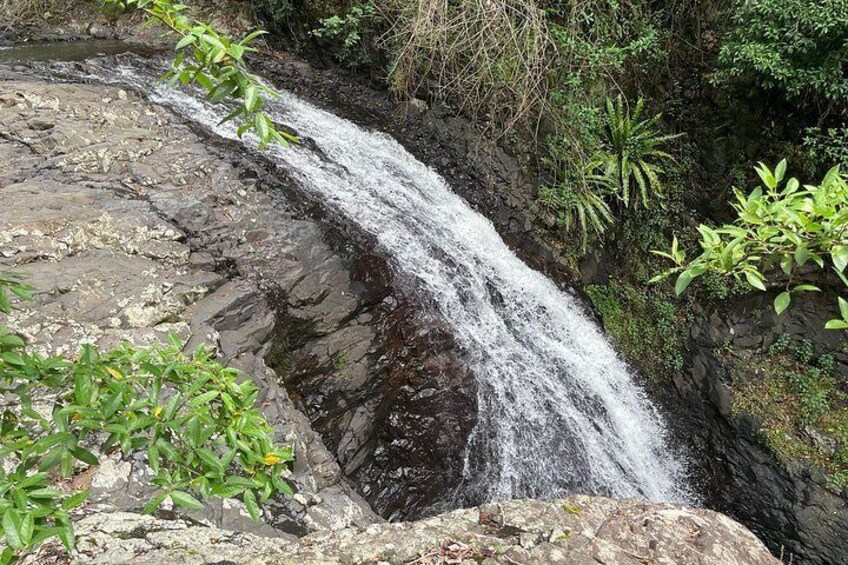 Private Gold Coast Wildlife Waterfalls and Rainforest Tour 2