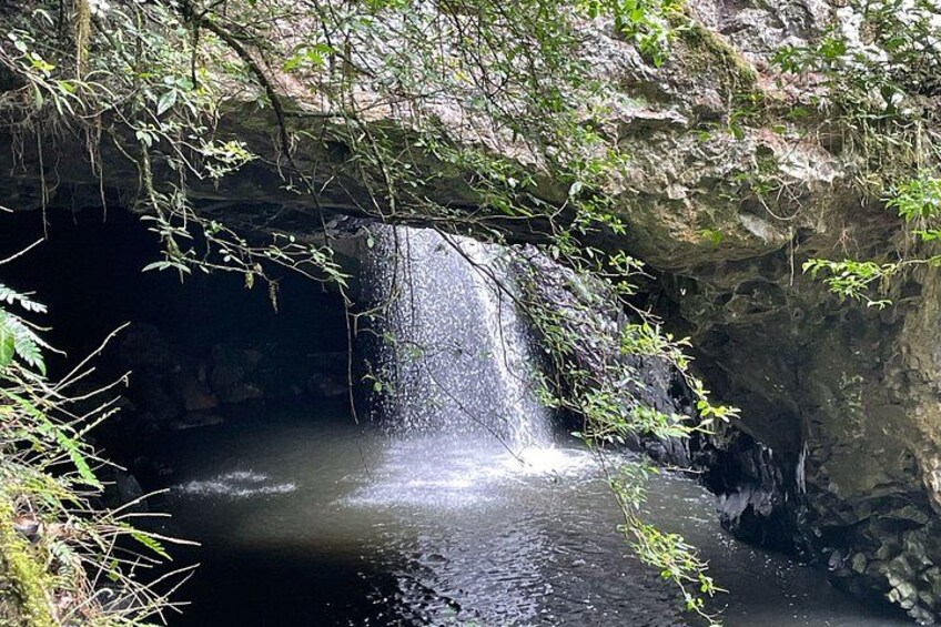 Private Gold Coast Wildlife Waterfalls and Rainforest Tour 2
