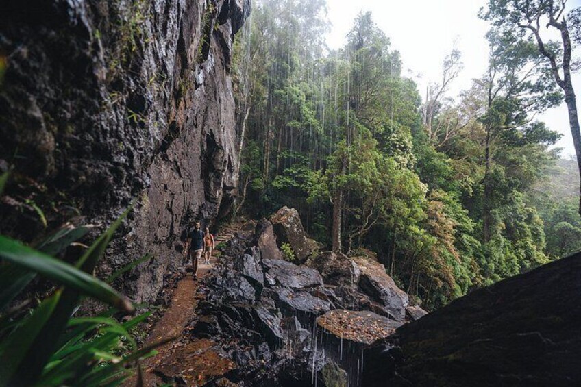 Private Gold Coast Wildlife Waterfalls and Rainforest Tour 4