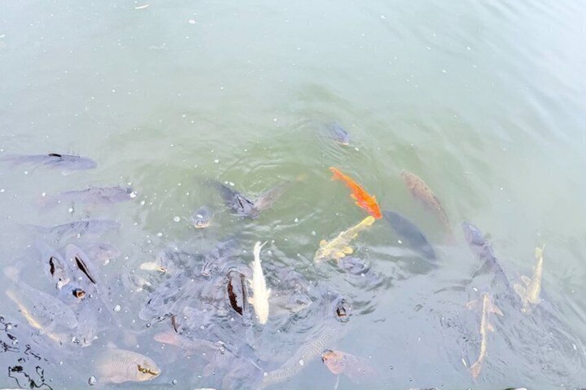 A pond with koi fish swimming. 4