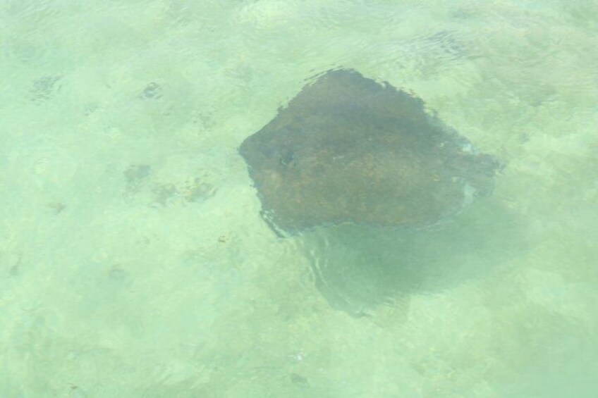 A large, dark object partially submerged in clear water. 4