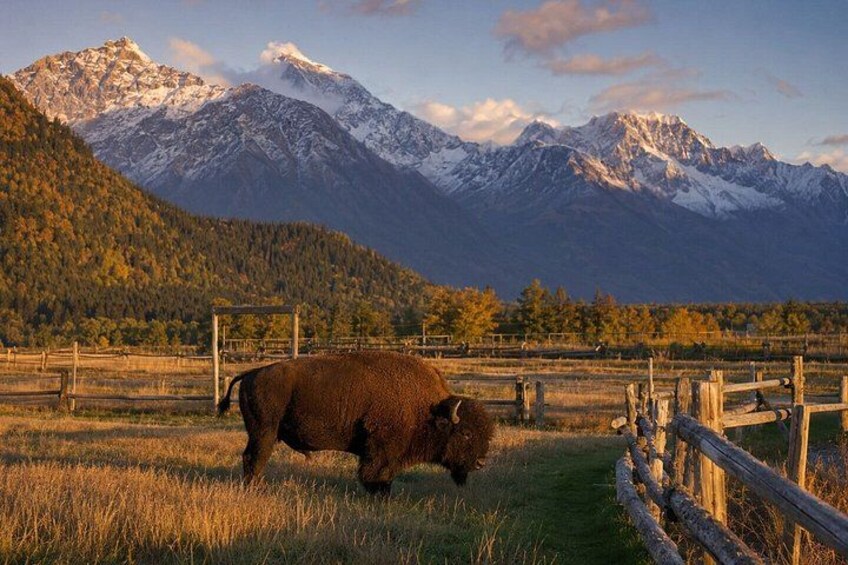 Anchorage Self-Guided Tour: Discover Glaciers & Alaska's Frontier 2