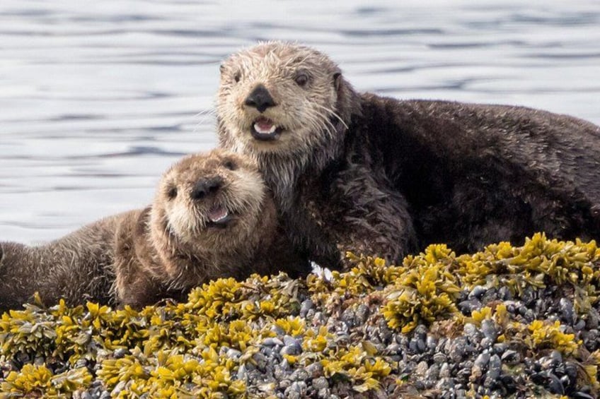 Two otters resting on a rocky shore with yellowish seaweed. 2